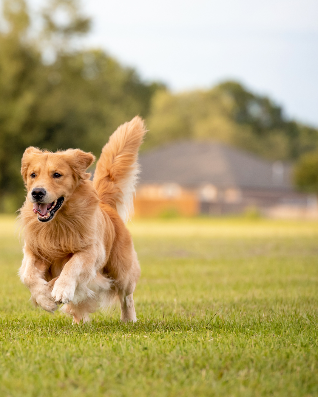 Dog illustrating ADHD & microbiome connection in dogs