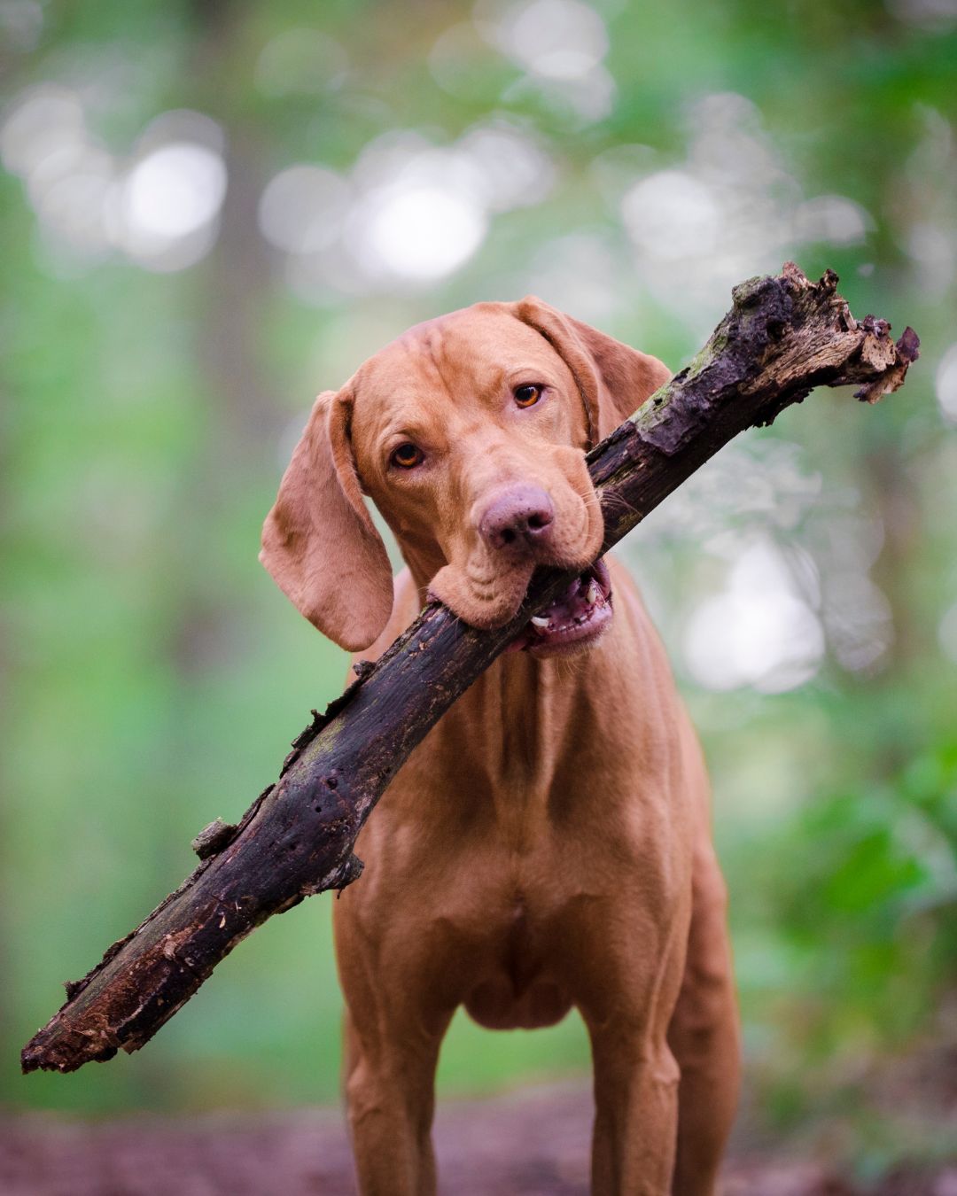 Why a Large Microbiome Data Bank Is Critical — And Why It Sets Biome4Pets Apart