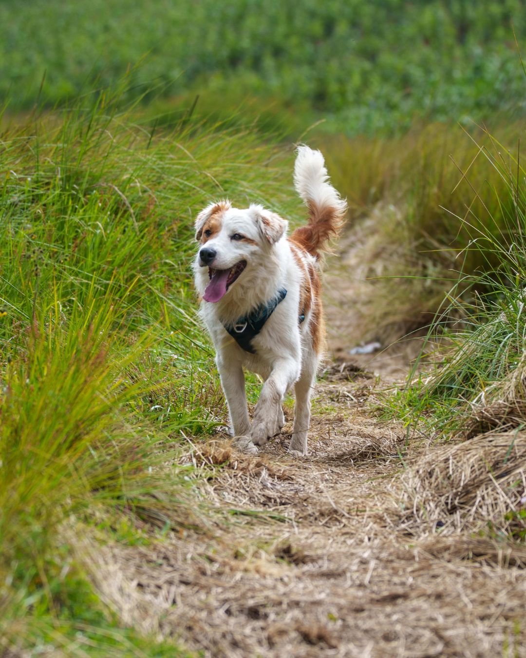 The Truth About Dog Microbiome Testing: What Most Companies Don’t Tell You