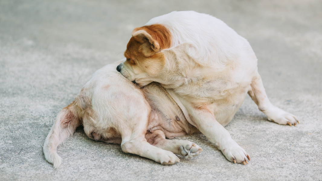 Itchy Dog? New Research Reveals Another Connection Between the Gut and Skin