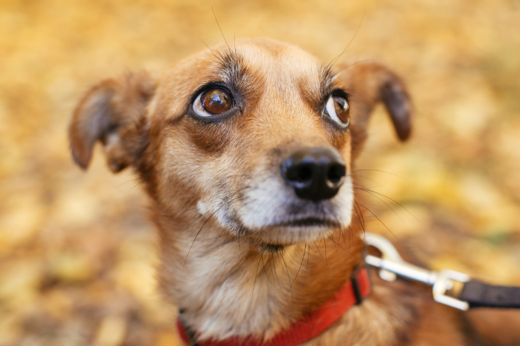 Could Your Dog’s “Bad Behaviour” Actually Start in the Gut?