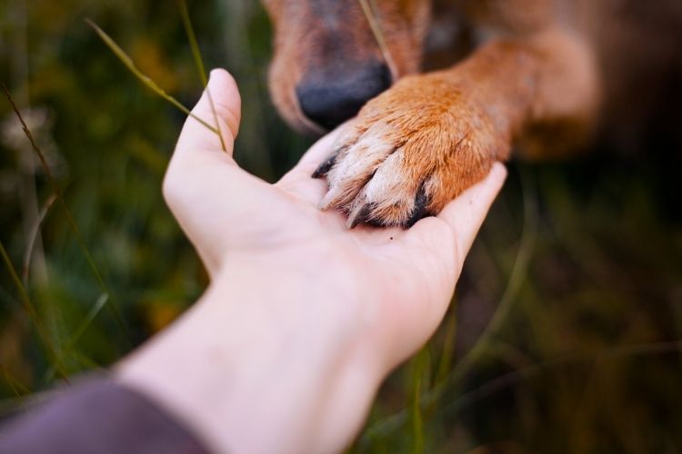 Why We Chose to Invest in Dogs, Not Fancy Boxes