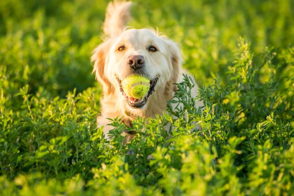 Examining the Root Causes of Skin Allergies and Ear Infections