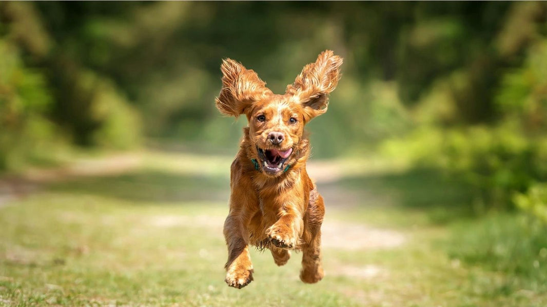 Faecal Microbiota Transplantation (FMT) in Dogs: Restoring the Gut Microbiome Naturally