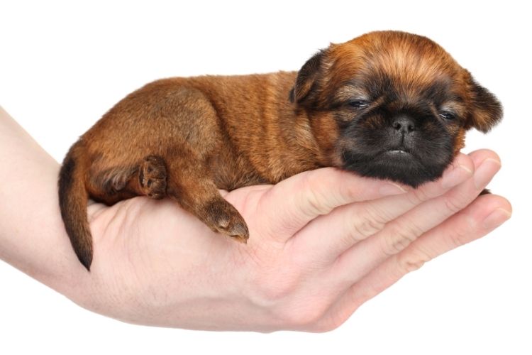 How Your Puppy's Gut Microbiome Shapes Lifelong Health | Biome4Pets