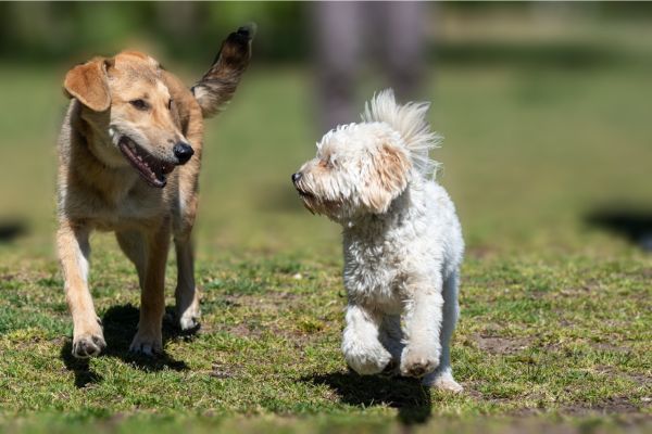 Inulin Versus Antibiotics – How Antibiotics Affect the Microbiome of Dogs