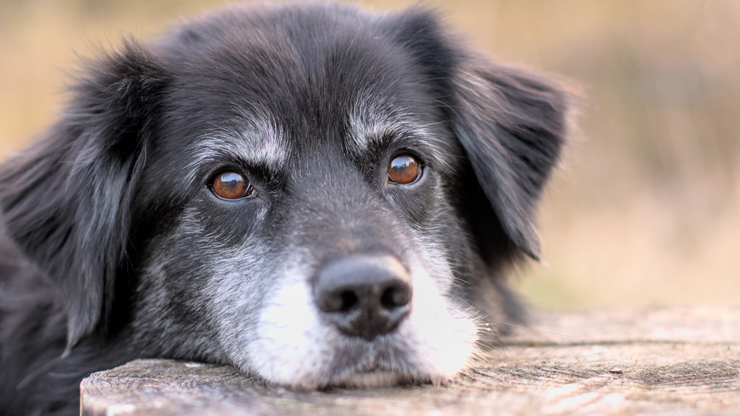 Old dog looking pensive