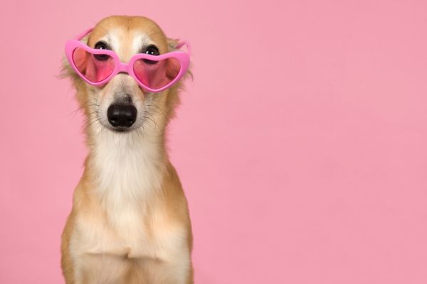 Should Dogs Eat Insects?