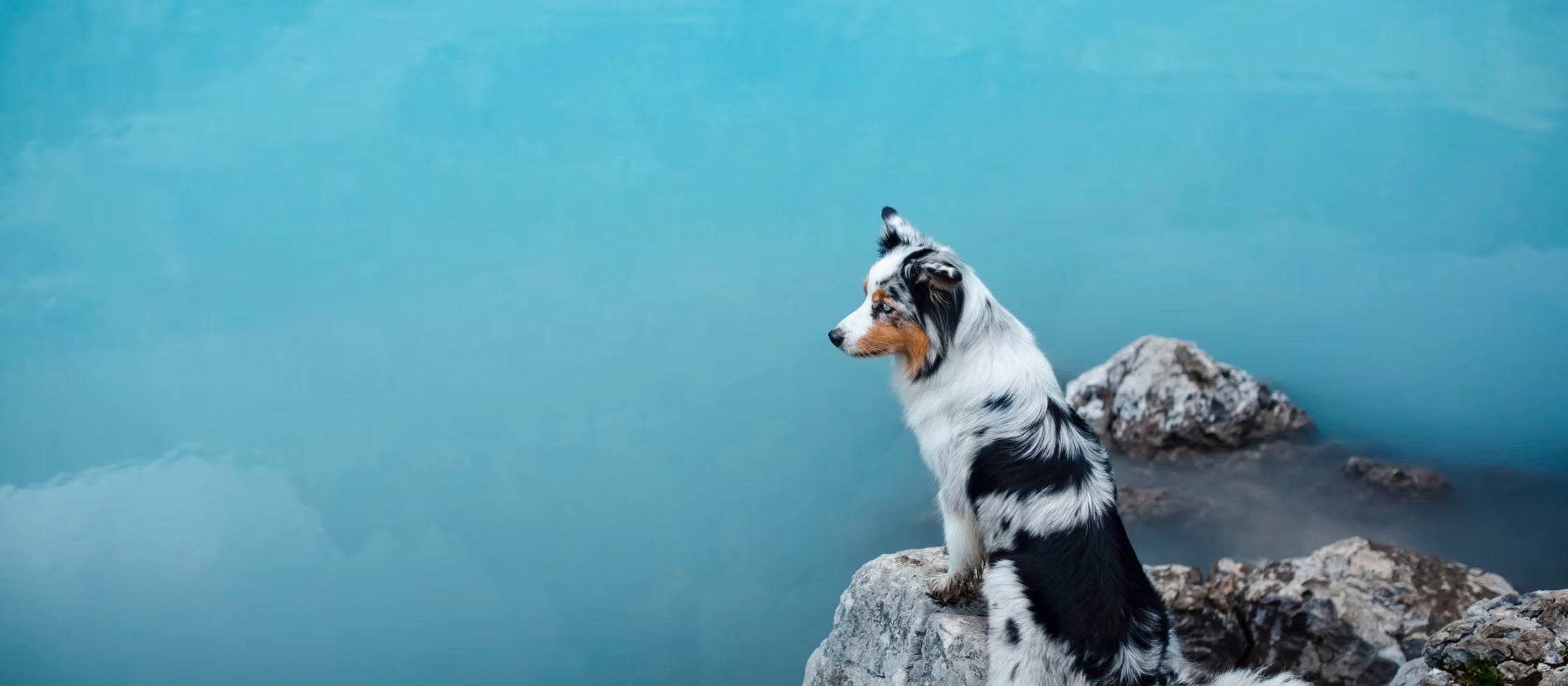 Why Your Dog’s Microbiome Is So Important to Their Overall Health