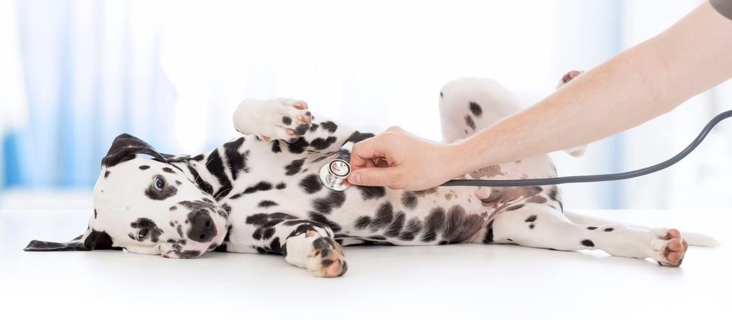 5 Links Between Itching and the Gut Microbiome