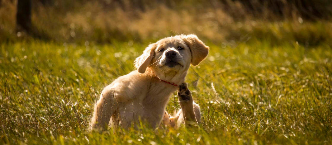 Canine Atopic Dermatitis (Eczema) and the Microbiome