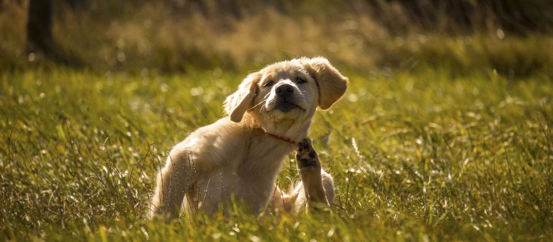 Canine Atopic Dermatitis (Eczema) and the Microbiome