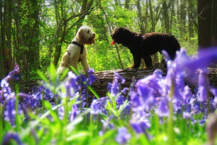 Dog Microbiome Explained: Signs of Imbalance and How to Improve Gut Health Naturally