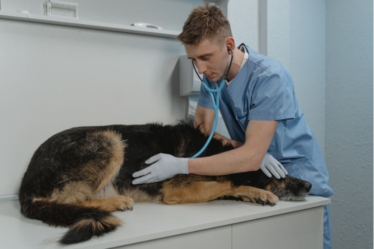 Cancer and the Canine Microbiome: Could Gut Bacteria Influence Survival, Treatment Response, and Recovery?