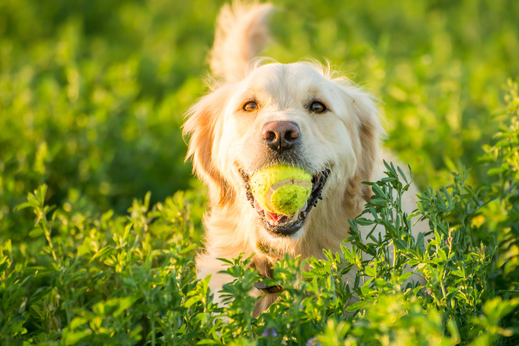 Dog-gut-meant-to-change