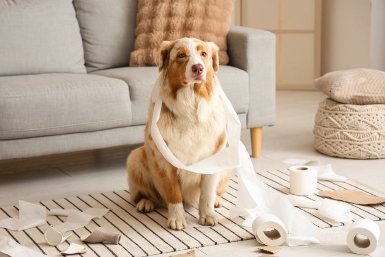 Could Your Dog’s Gut Microbiome Influence Their Behaviour?