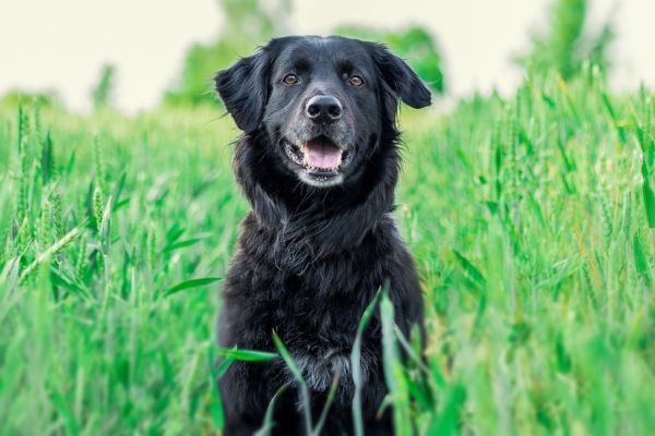 Microbial Testing for Dogs Is Crucial After the Covid Lockdowns