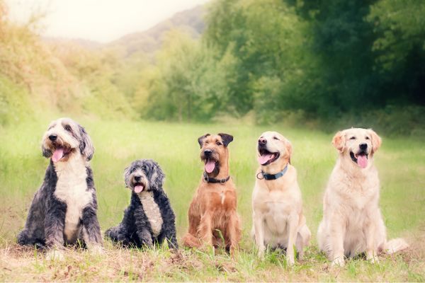 Antibiotics, Dog Diarrhea, and Dysbiosis (Gut Bacteria Imbalances)