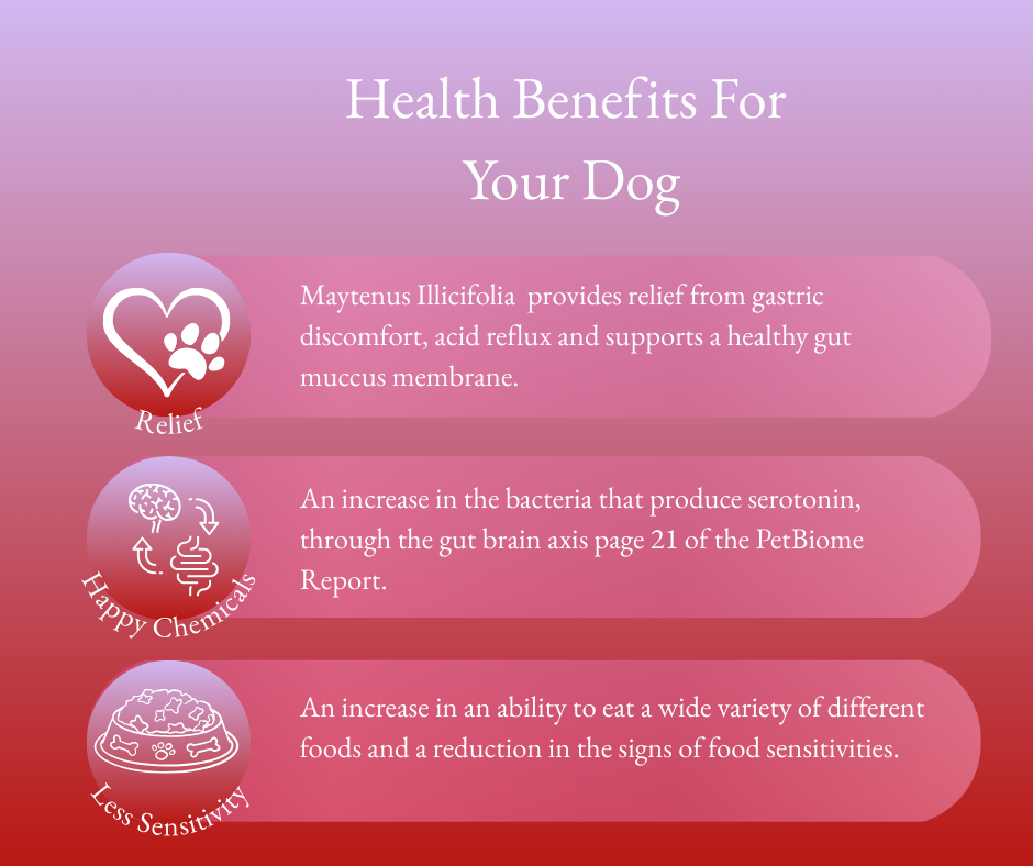 Health benefits of Maytenus Illiciifolia for dogs on a gradient pink and purple background.