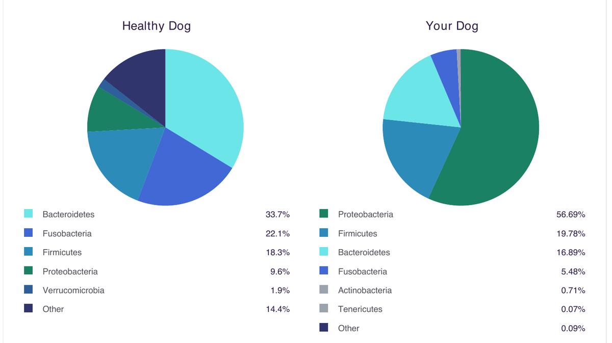 Your dog vs a healthy dog — example page from the PetBiome report